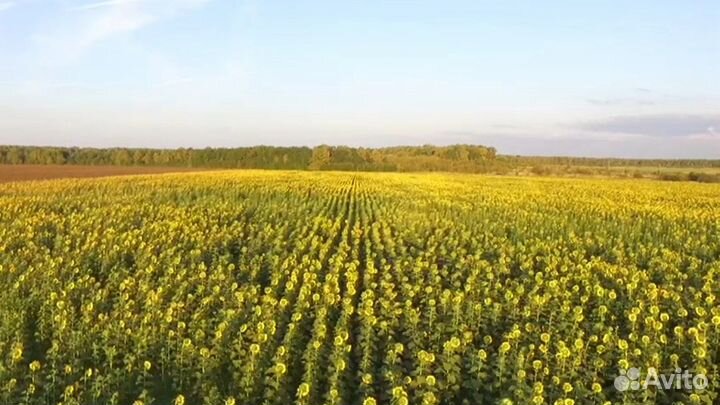 Переработка подсолнечника