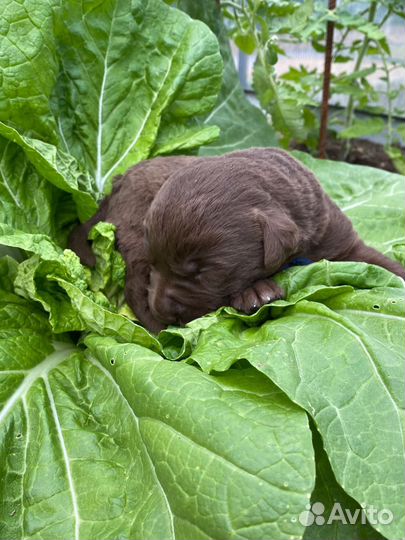 Щенки лабрадора