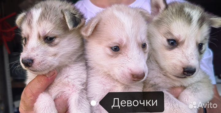 Аляскинский маламут щенки