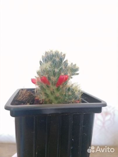 Кактус маммиллярия Израстающая