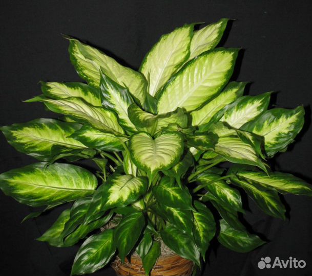 Дифенбахия, Шефлера, Аспарагус