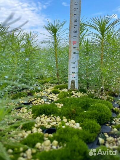 Сеянцы сосны обыкновенной зкс и окс