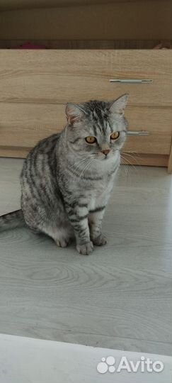 Британский кот
