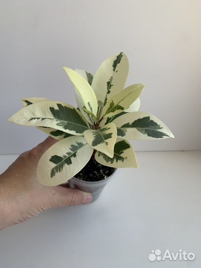 Фикус альбомаргината