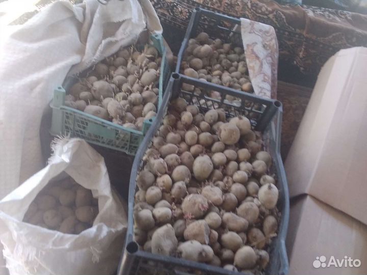 Семенной картофель ранний