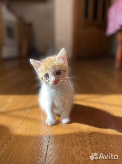 Котёнок девочка