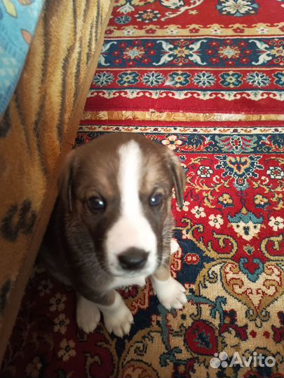 Отдам бесплатно щенков