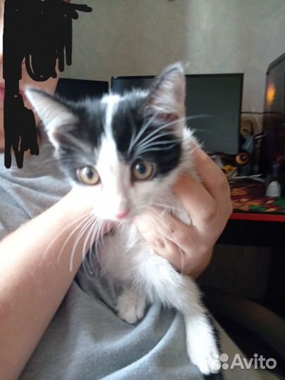 Котята в добрые руки бесплатно мальчики