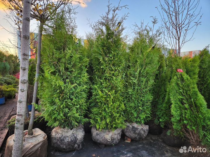Туя брабант стриженная 2-2,3 m