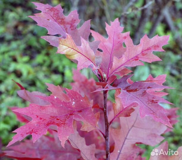 Cаженцы Красного канадского дуба