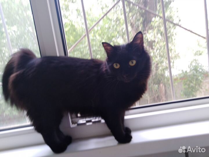 Котята сибирской кошки