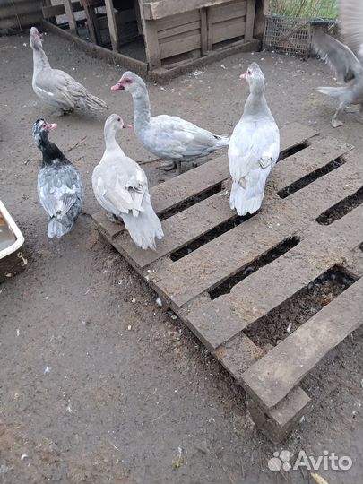 Мускусные утки