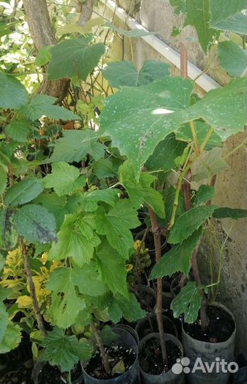 Саженцы плодовые мушмула смородина виноград розмар