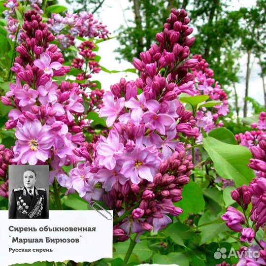 Сирень махровая