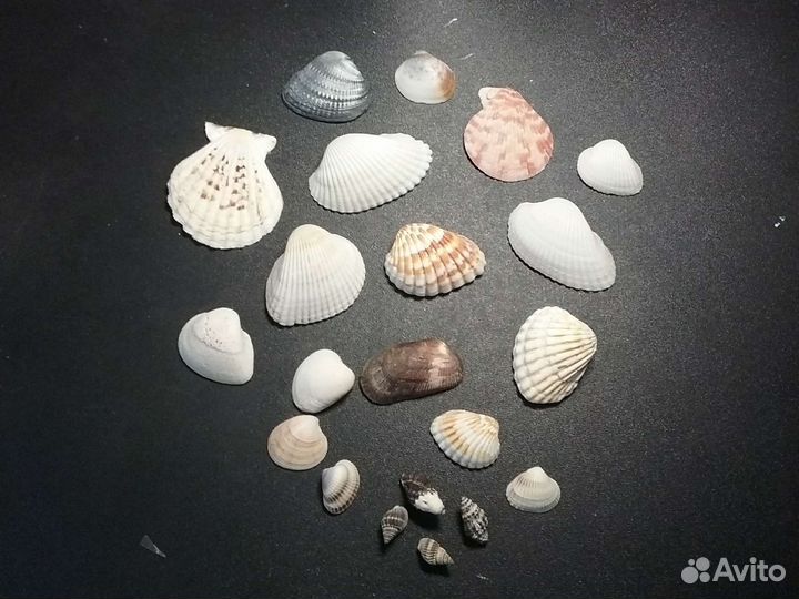 Морские ракушки раковины