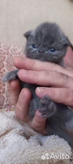 Персидская кот и кошка