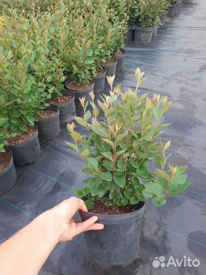 Кизильник блестящий