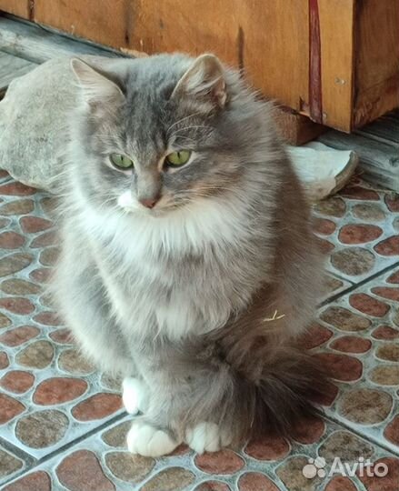 Сибирский котик