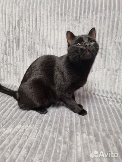 Иззи ищет родителей