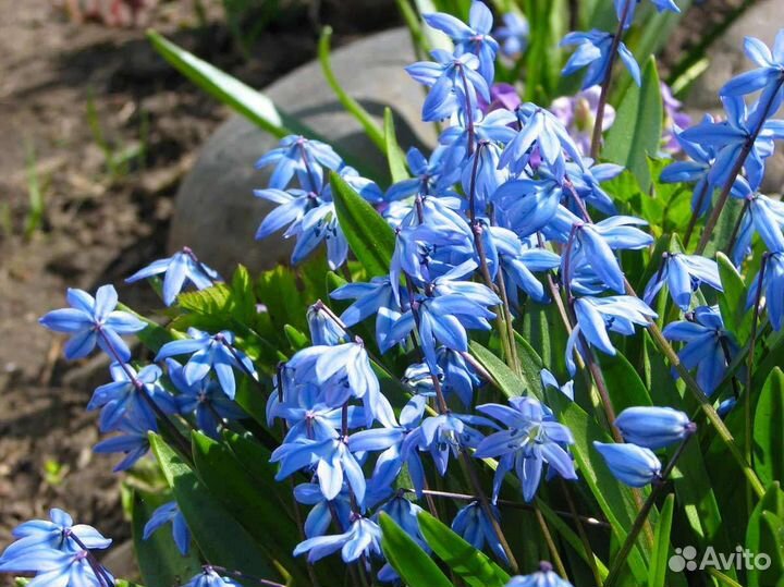 Тюльпаны сортовые и другие многолетники