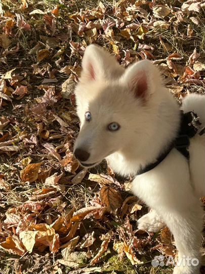 Аренда собаки: Прогулки