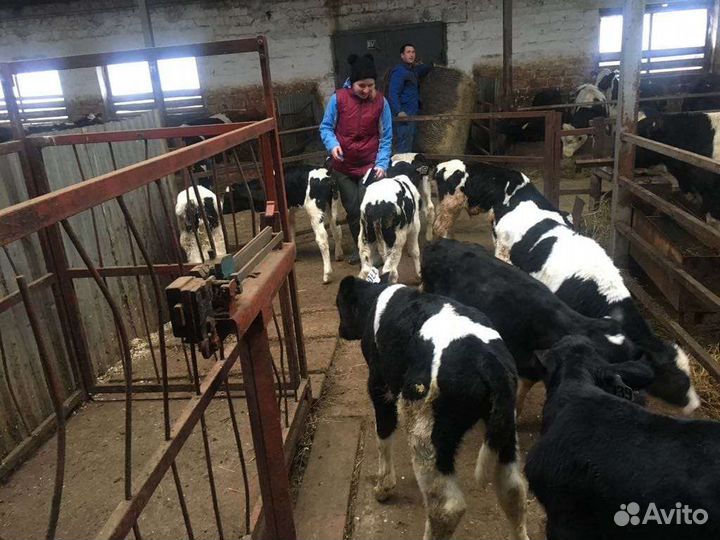 Телята бычки