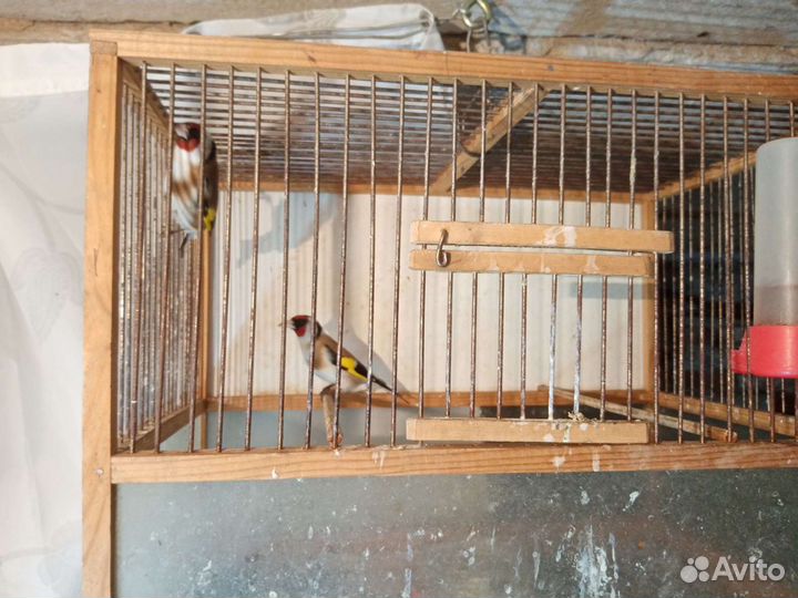 Птицы певчие