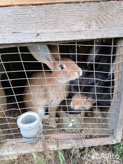 Кролики мясных пород московская область