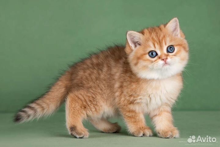 Британская девочка золотой вискас