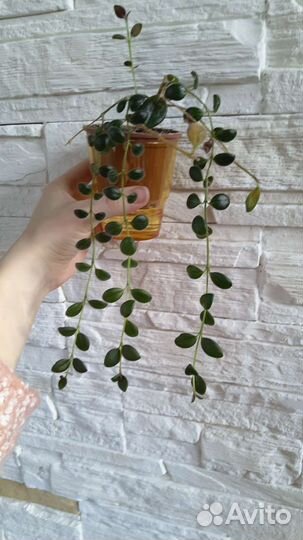 Отростки комнатных экзотов