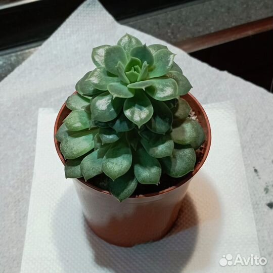 Эхеверия Деренберга Грей