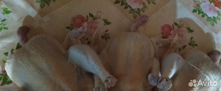 Мясо бройлера