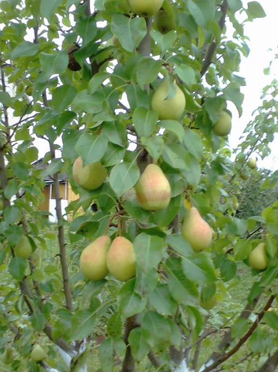 Дача 100 м² на участке 10 сот.