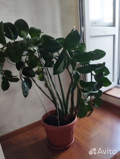 Замиокулькас