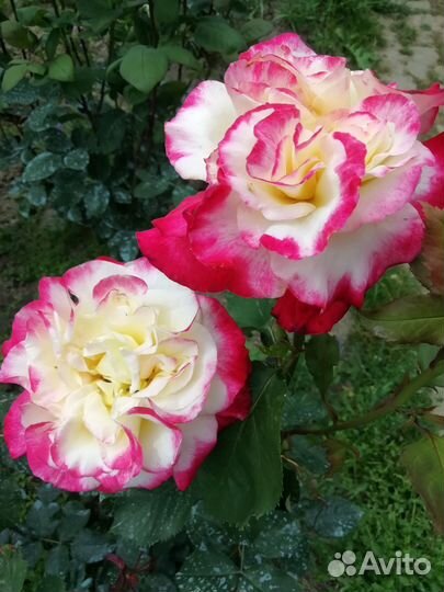 Саженцы роз