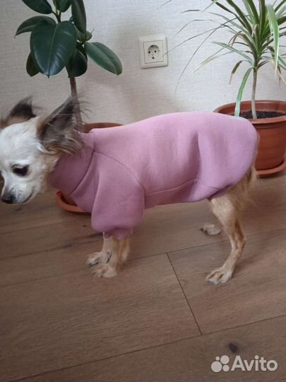 Одежда для собак и кошек