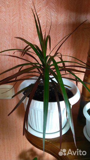 Пальма драцена