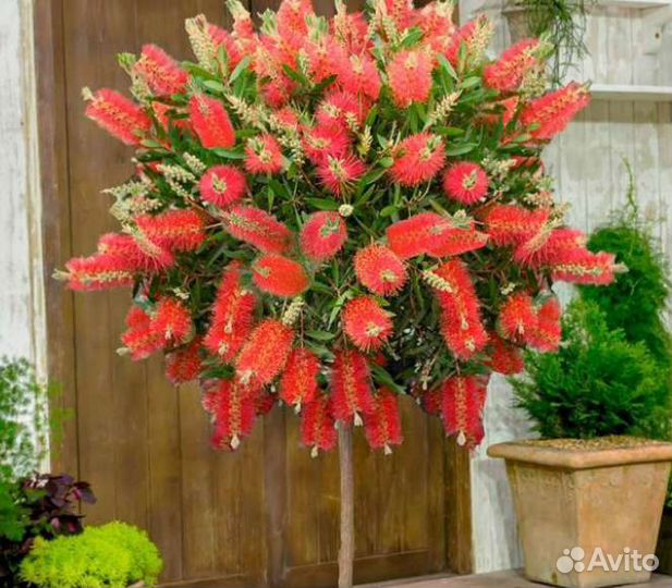 Калистемон