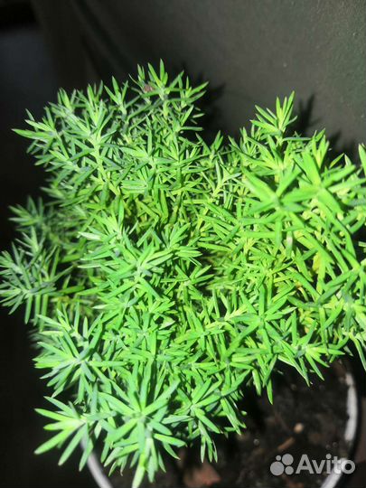 Саженцы Хвойник Туя Тедди