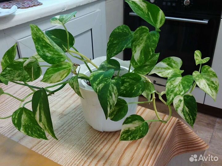 Сциндапсус золотистый, эпипремнум