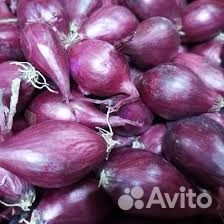 Лук севок