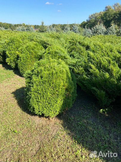 Шаровидная глобоза