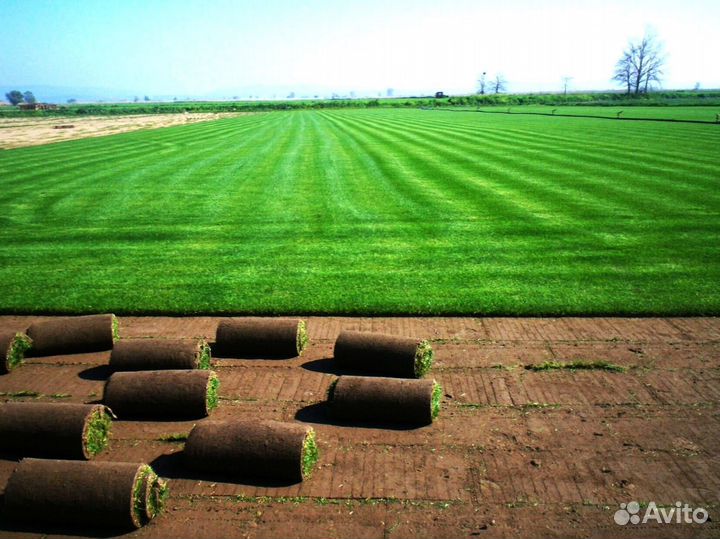 Укладка рулонного газона под ключ