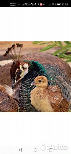 Продам павлинов