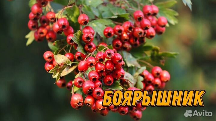 Саженцы плодовых культур