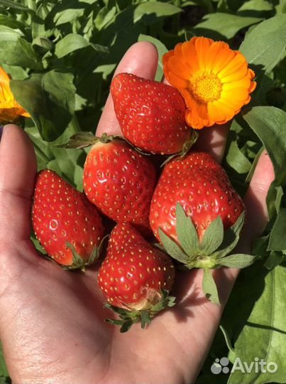 Ирга,клубника,малина,смородина