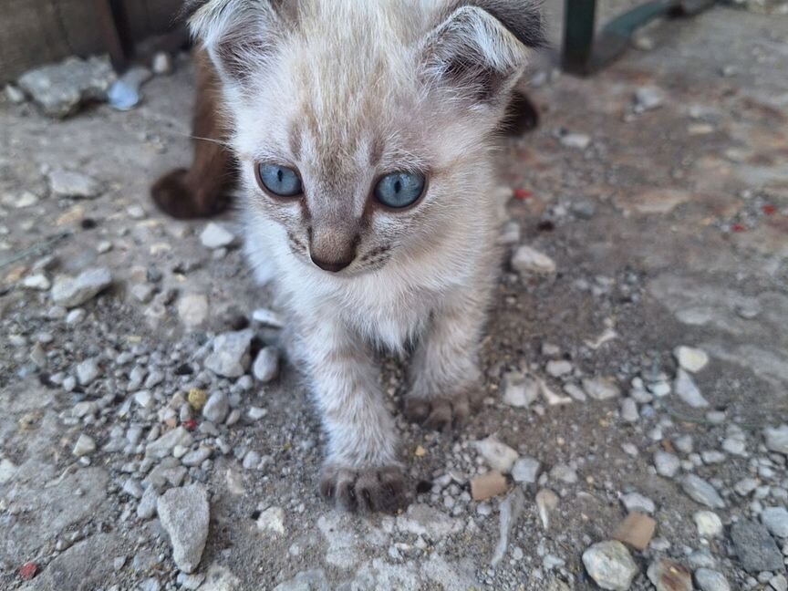 Кошка в дар