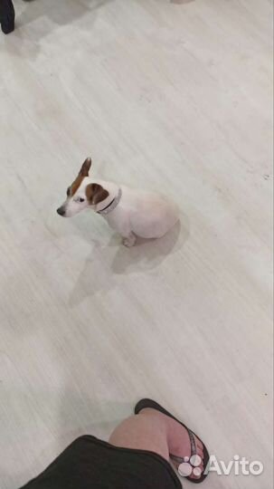 Щенки джек Рассел терьер