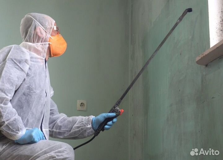 Уничтожение плесени, дезинфекция, дезинсекция