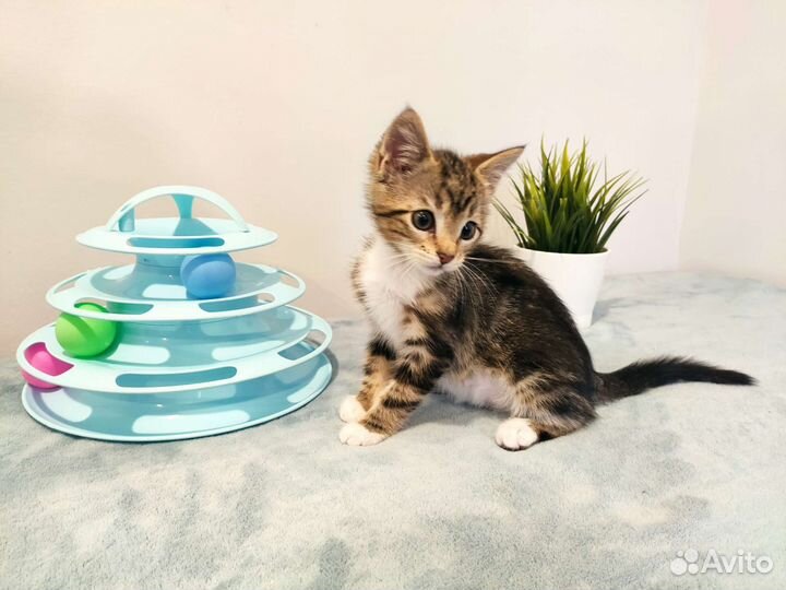 Котёнок девочка 2,5 месяца